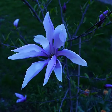 Leonik אכסניה *